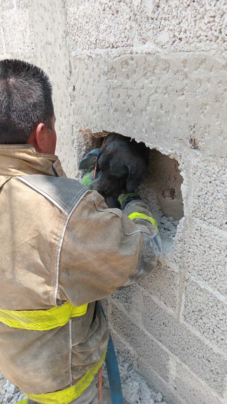 <strong>Rescatan a canino atrapado entre dos bardas</strong>