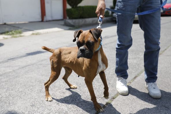 ADOPTAN A PERRITA RESCATADA POR BIENESTAR ANIMAL DE NAUCALPAN