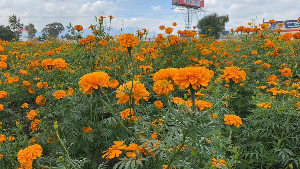 Pueblos Originarios de Tecámac Conservan la Tradición de Sembrar la Flor de Cempasúchil