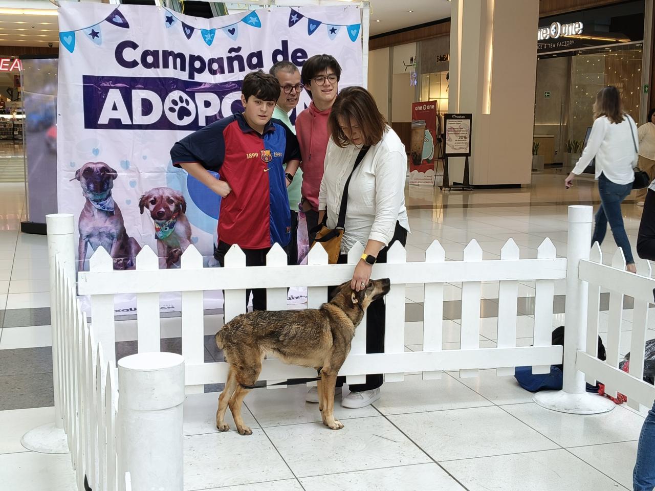 160 LOMITOS ALOJADOS EN HUIXQUILUCAN SON ADOPTADOS POR NUEVAS FAMILIAS