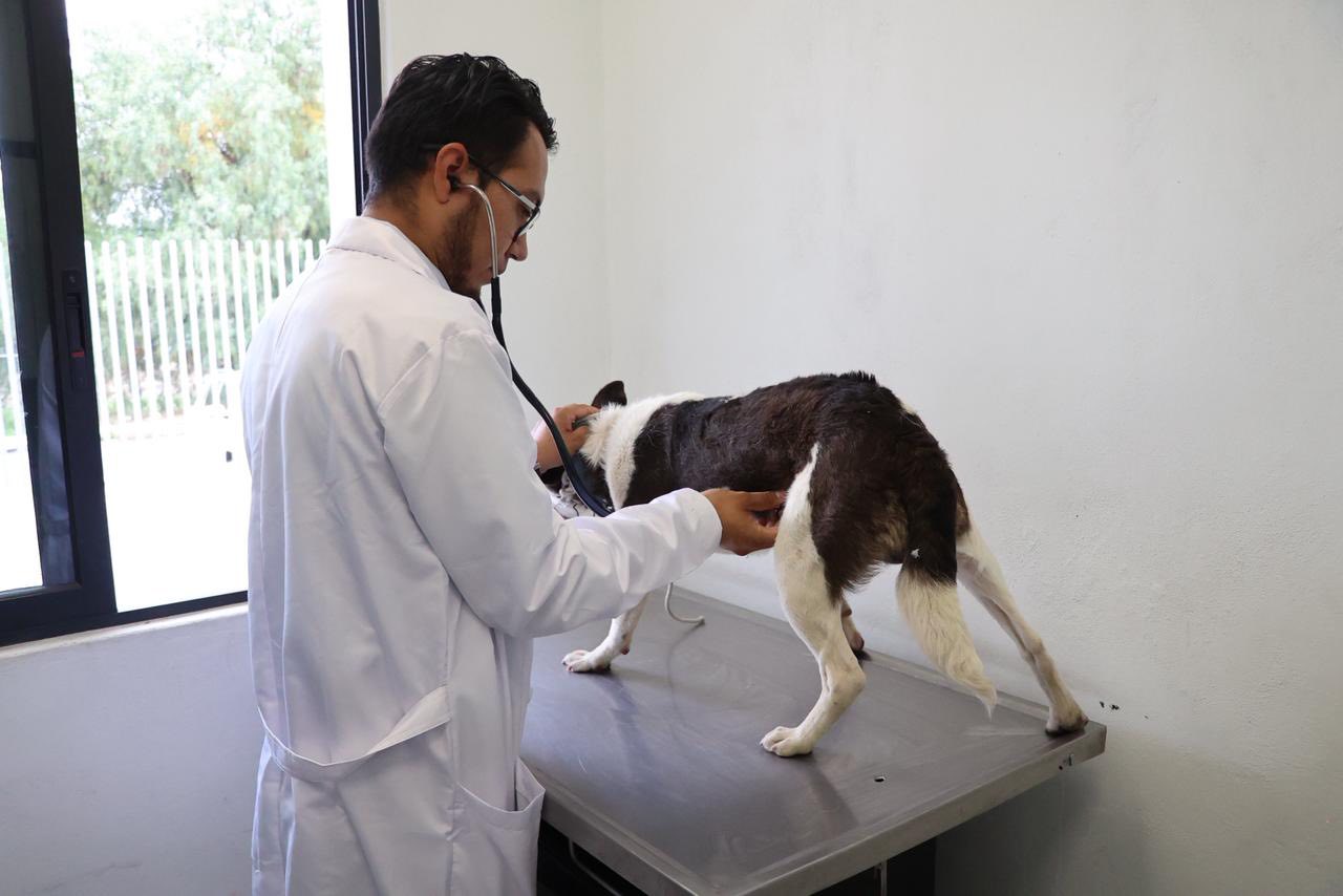 El Gobierno de Atizapán de Zaragoza informa que los canes ya se encuentran bajo resguardo del Centro de Control y Bienestar Animal