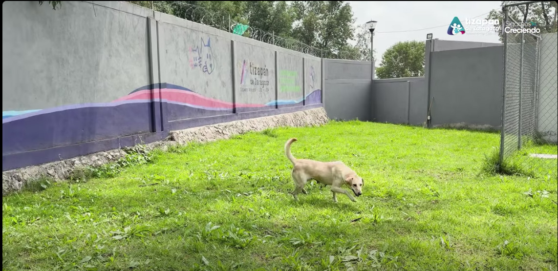 EN LA UNIDAD DE CONTROL Y BIENESTAR ANIMAL DE ATIZAPÁN SE LOGRÓ RESCATAR A 44 PERROS Y DAR 29 EN ADOPCIÓN